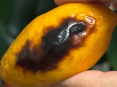 -鲍师傅糕点(江苏路店)