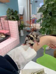 -Moni星球萌宠·小马宝莉·灵蛇·高端高阶全萌宠互动体验俱乐部(红豆国际广场店)
