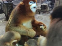 -大连森林动物园