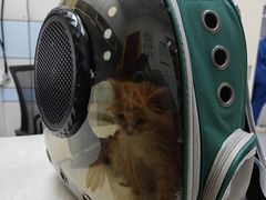 -中农国际动物医院24小时·猫科·骨科·急重症中心