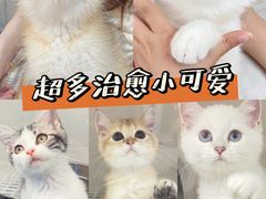 -lincat·猫舍(广州店)