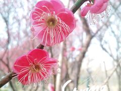 -洋湖国家湿地公园