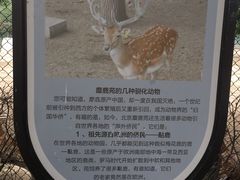 -北京麋鹿生态实验中心