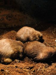 -Zoolung Zoolung动物主题公园(海信广场店)