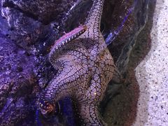 -暹罗海洋世界