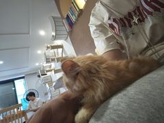 -楼上猫咖(罗湖店)