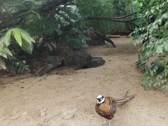 -广州长隆飞鸟乐园