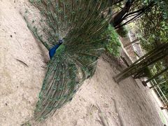-贵州森林野生动物园
