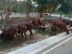 -清迈夜间动物园