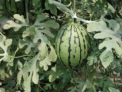 -庞各庄翠芳园西瓜蔬菜基地采摘园