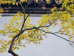 -秋霞圃