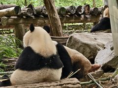 -都江堰中华大熊猫苑