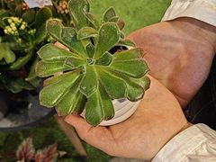 -豆豆花艺(新光天地店)
