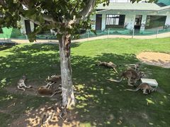 -西霞口神雕山野生动物世界