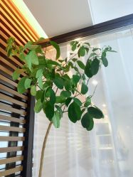 -DELAVAY黛乐薇抗衰中心