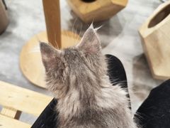 -楼上猫咖(罗湖店)