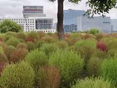 -春花秋色城市公园