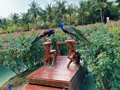 -亚龙湾国际玫瑰谷