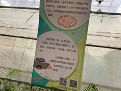 -前小桔亲子创意农场·草莓采摘·露营烧烤