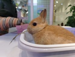 -Moni星球萌宠·小马宝莉·灵蛇·高端高阶全萌宠互动体验俱乐部(红豆国际广场店)