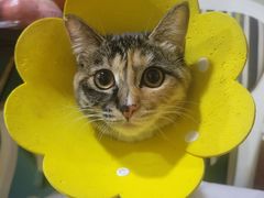 -纳吉亚猫专科动物诊疗中心(蒋宅口分院)