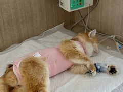 -北京观赏动物医院·24小时大型综合·猫专科·异宠专科
