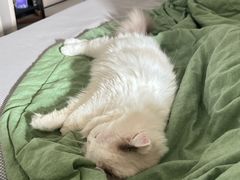 -伟伟宠物医院·瑞派猫友好医院·猫科(光谷店)