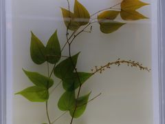 -广东中医药博物馆