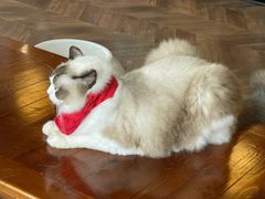 -蓝鲸·缅因猫舍