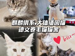 -十年猫舍·猫咪专门店(普陀店)
