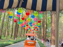 -黄海国家森林公园