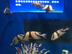 -左海海底世界