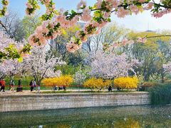 -海棠花溪(元大都城垣遗址公园)