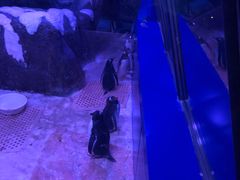 -暹罗海洋世界