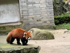 -都江堰中华大熊猫苑