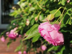 -艾溪湖湿地公园