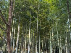 -东明山森林公园