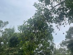 -广东惠东海龟国家级自然保护区