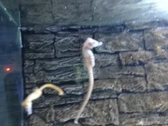 -北戴河圣蓝海洋公园