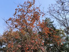 -北京西山国家森林公园