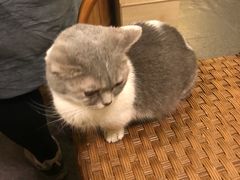 -猫色咖啡·猫咖