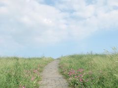 -大塘金香草谷