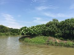 南沙湿地公园-大湾区中央湿地公园