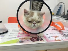 -伟伟宠物医院·瑞派猫友好医院·猫科(光谷店)