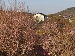 -石塘人家