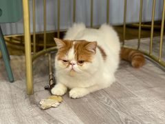 -BABIT巴比特宠物(MOMOPARK店)