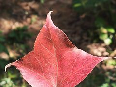-广州市白云山风景名胜区