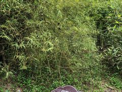-大屏嶂森林公园