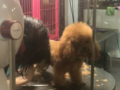 -Goku PET SHOP宠物视觉生活馆(双井店)