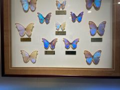 -上海昆虫博物馆